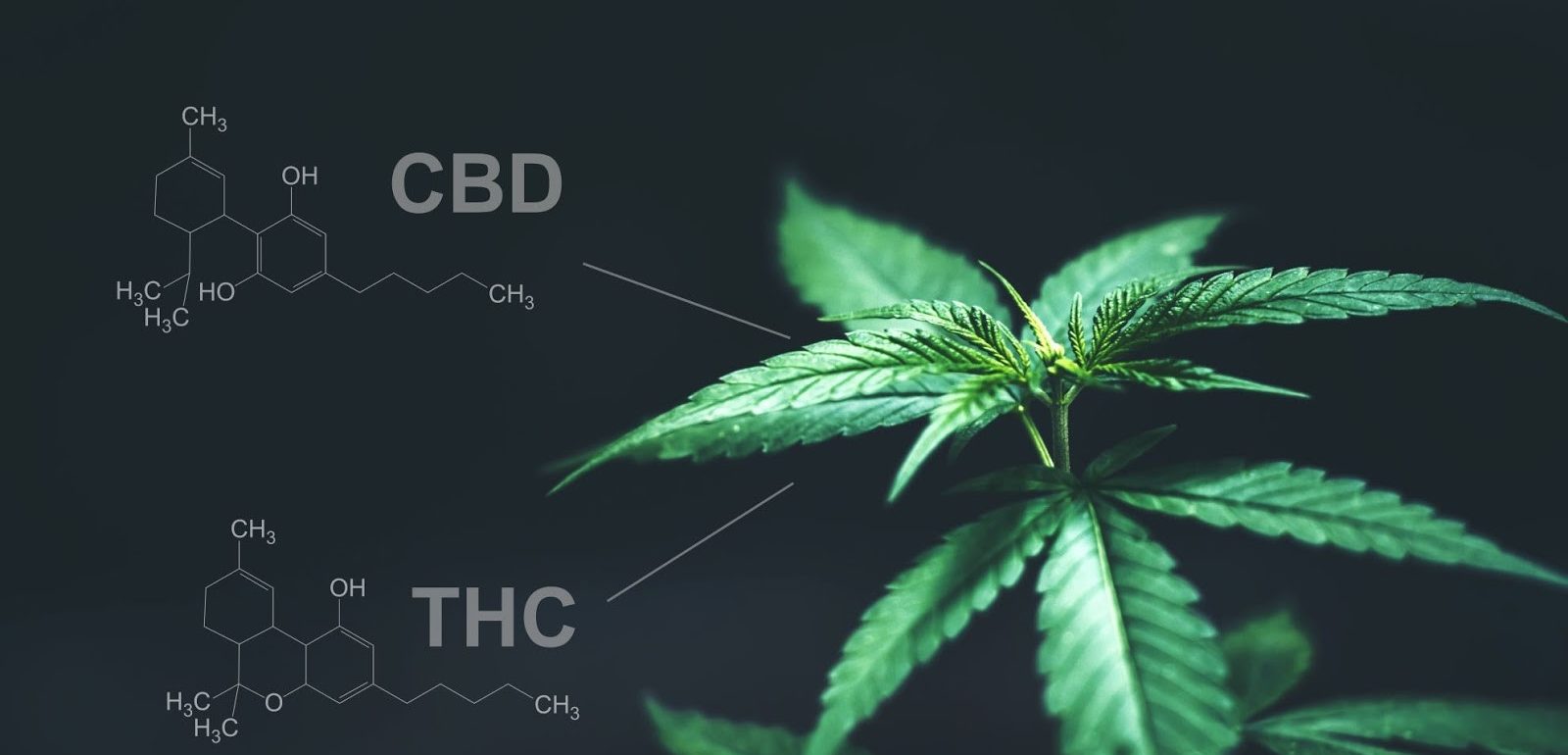 difference between cbd and thc