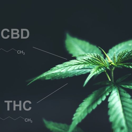 difference between cbd and thc