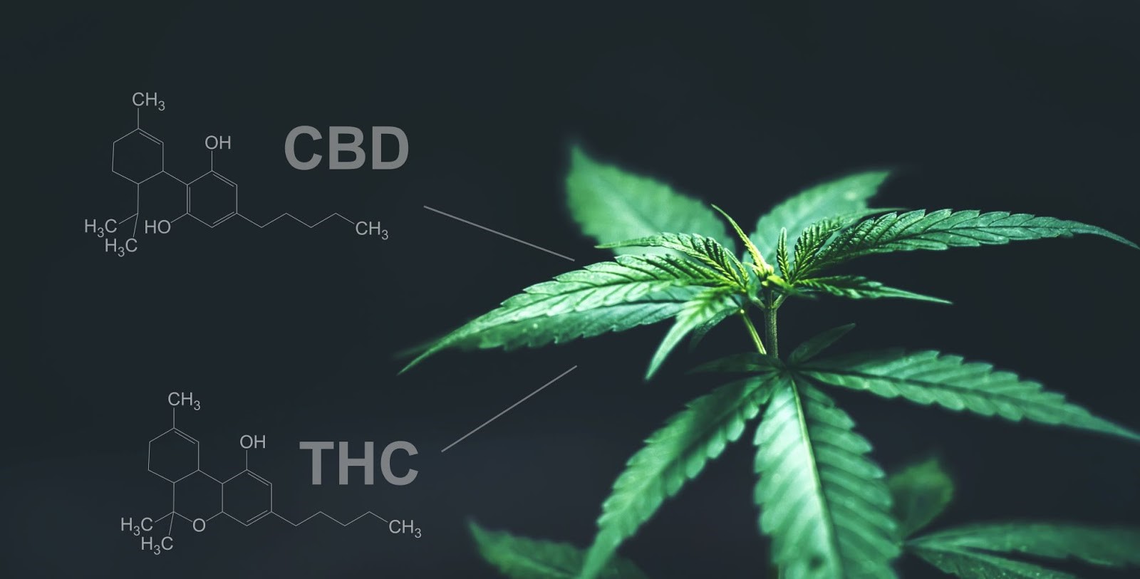 What’s the Difference Between CBD and THC?